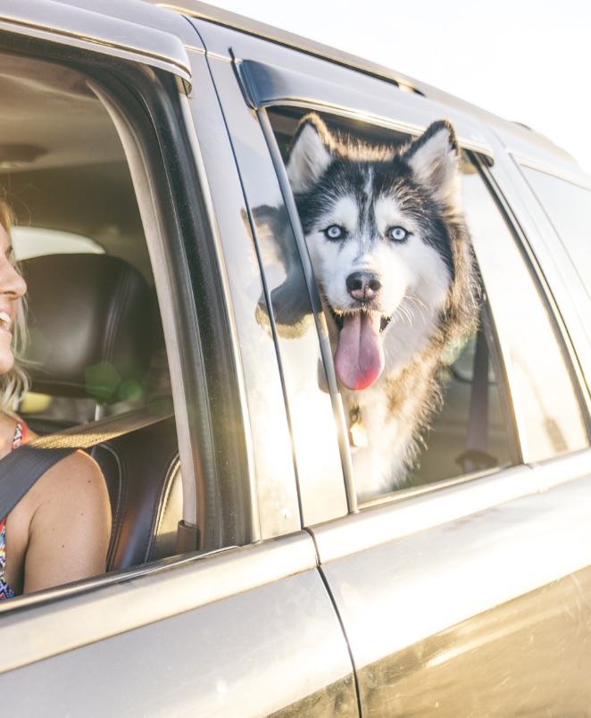 Dog in car