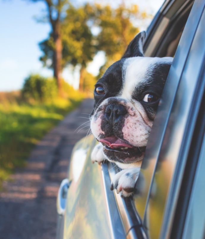 Dog looking out car window